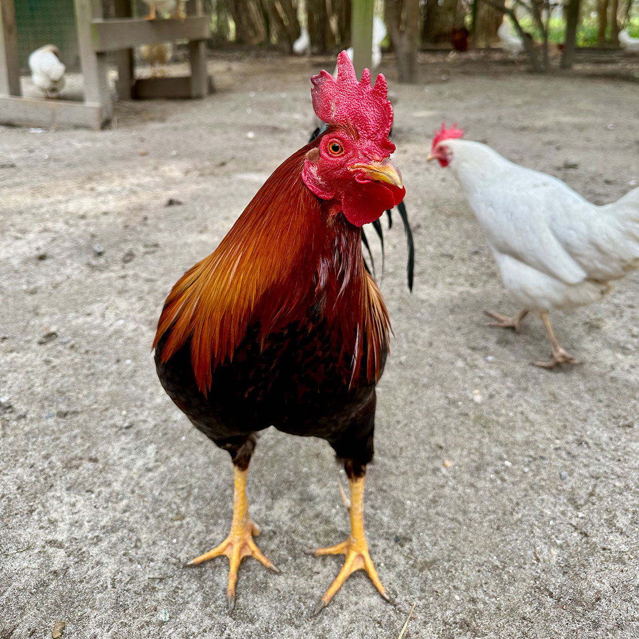 Rowdy the Rooster 1