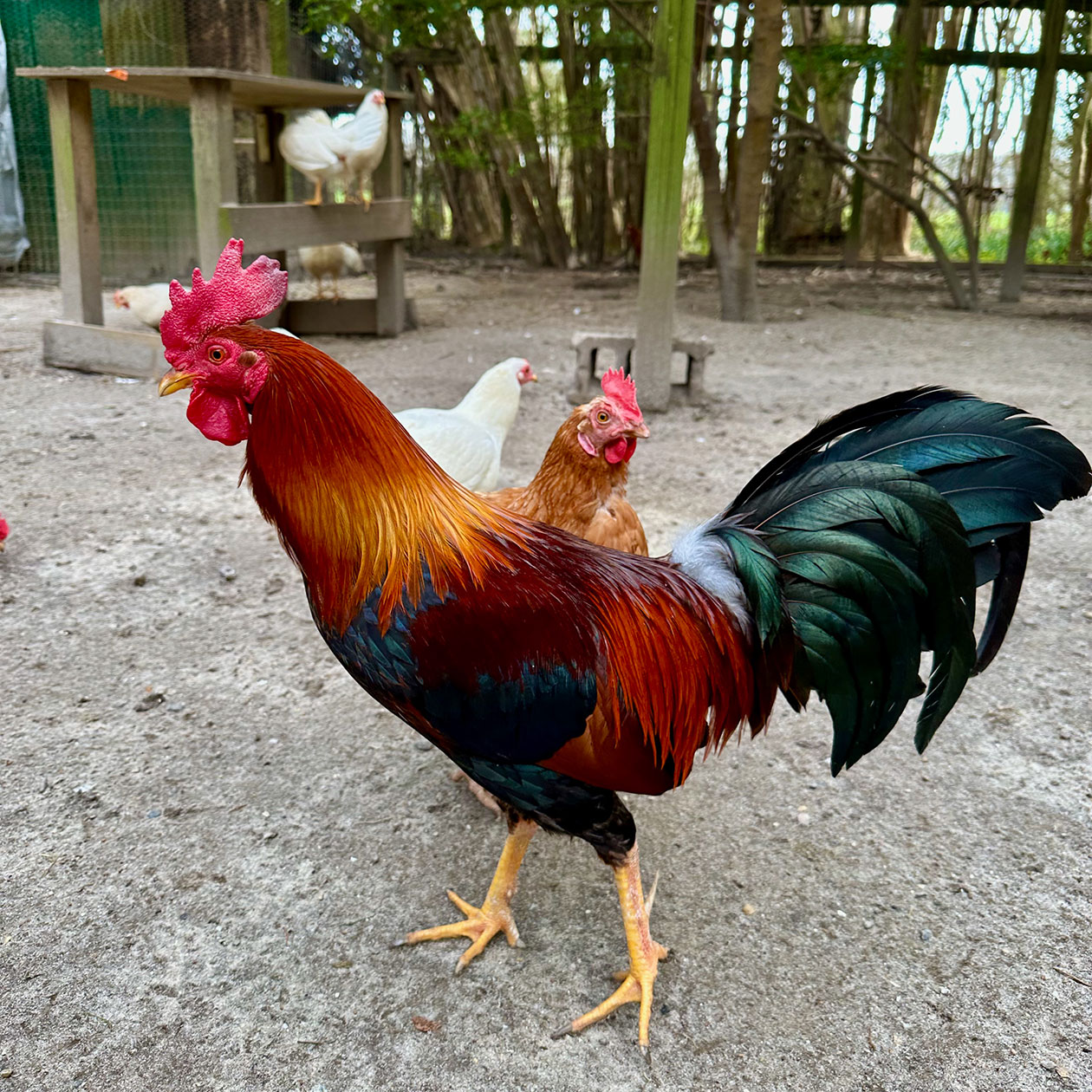 Rowdy the Rooster 2