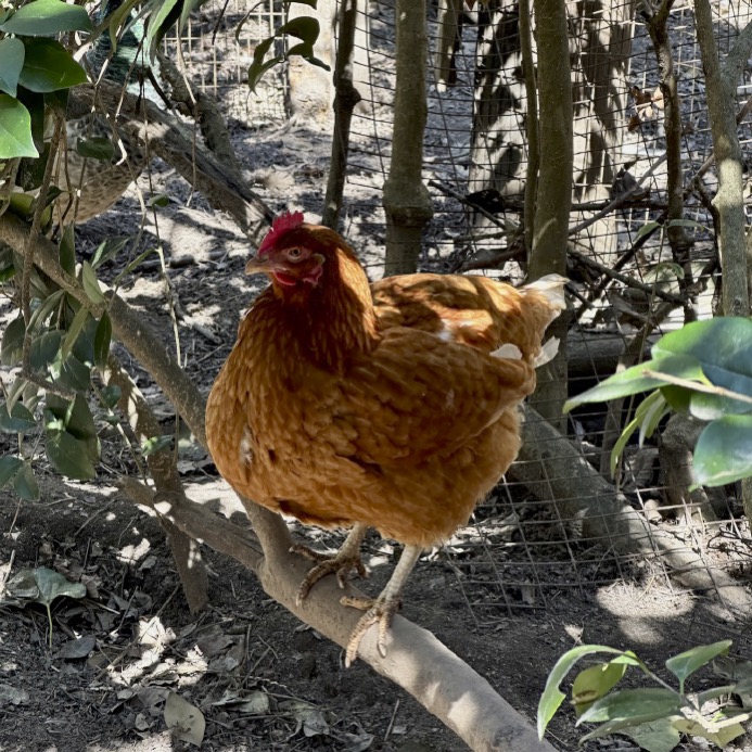 Rosie