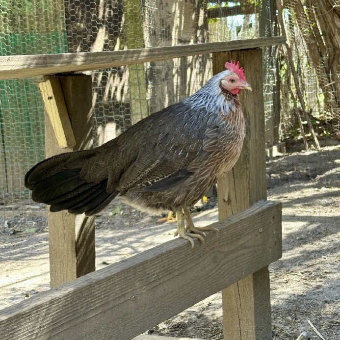 Sylvias