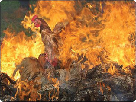 burning chickens