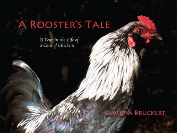 a roosters tale