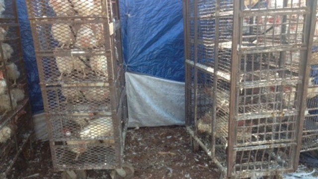 kaporos la caged hens