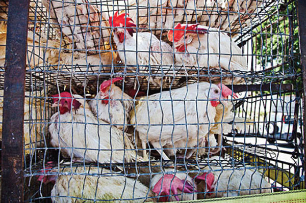 kaporos la spent hens