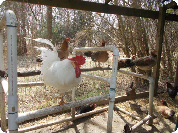 aviary1