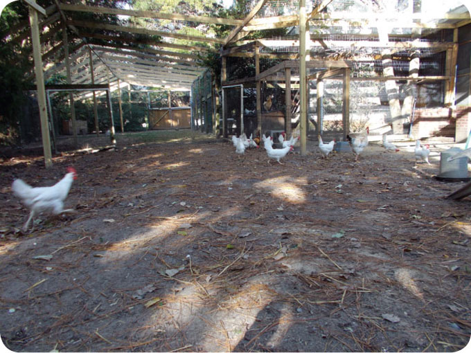 aviary2