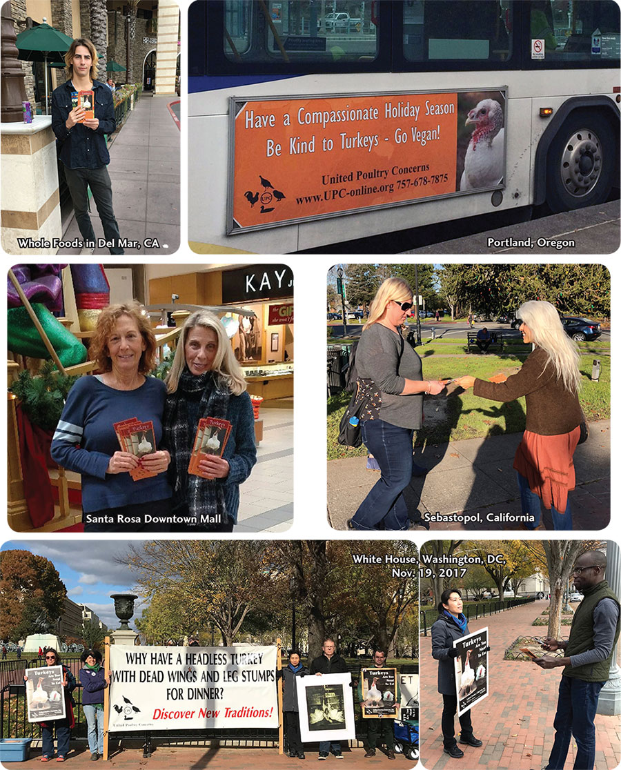 Fall Activism for Turkeys 2