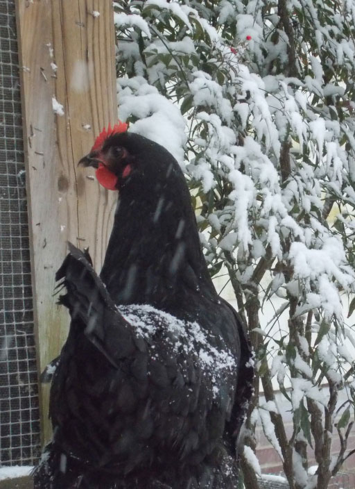 Gabby in the snow