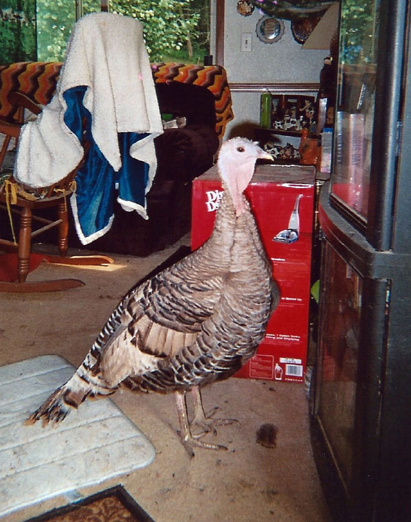 Cutie the Turkey