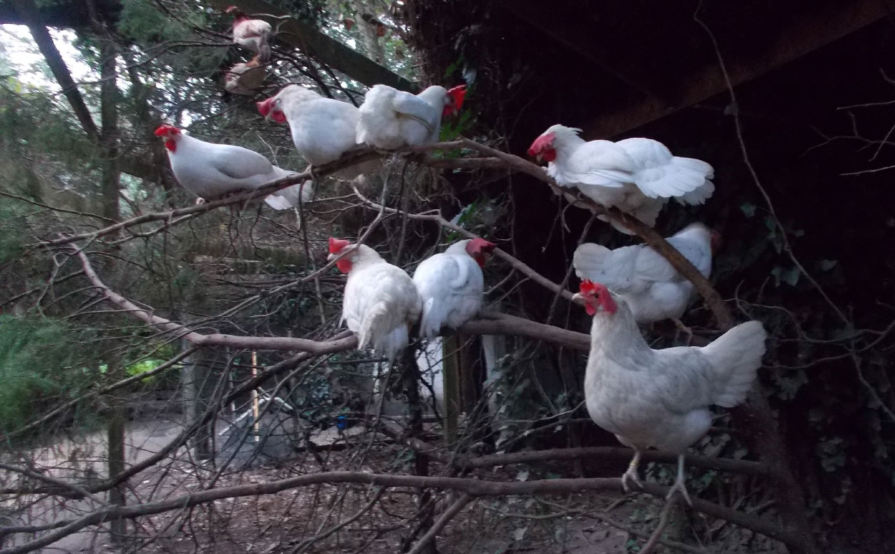UPC Sanctuary Photo of the “Snow Whites” in the Trees, by Karen Davis, Oct. 9, 2019