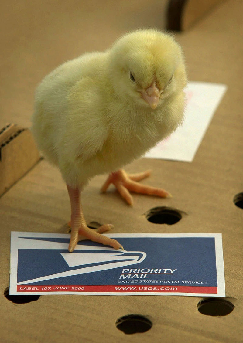 FLYING CHICKS (AP Photo/Charlie Neibergall)