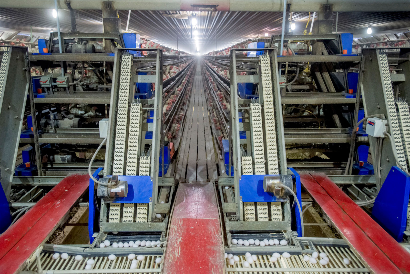 A battery-caged hen facility in Maryland viewed from the back.