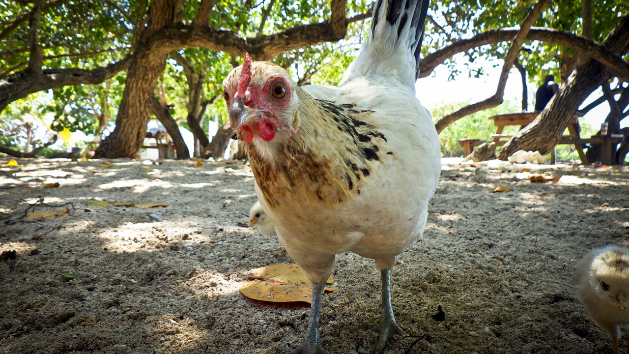 Photos of wild chickens in the Cayman Islands by Davida G. Breier