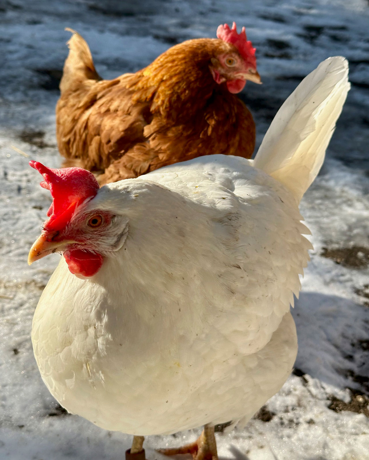  Crystal and Paulette enjoy a snow day at UPC