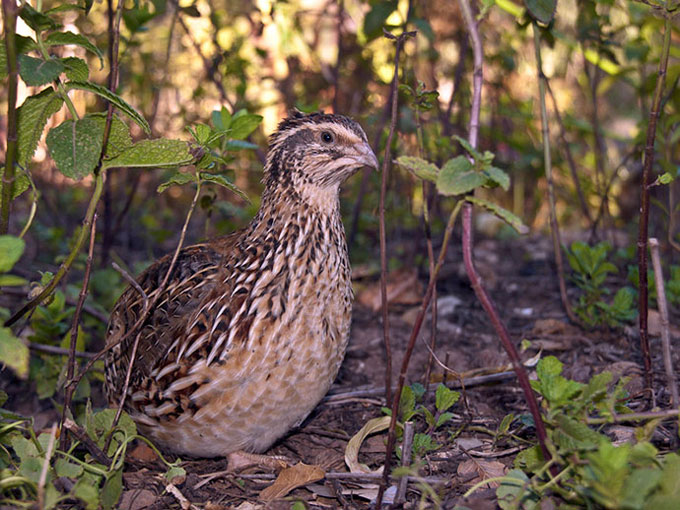 quail april claudia bruckert