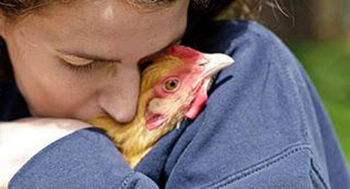 hugging chicken