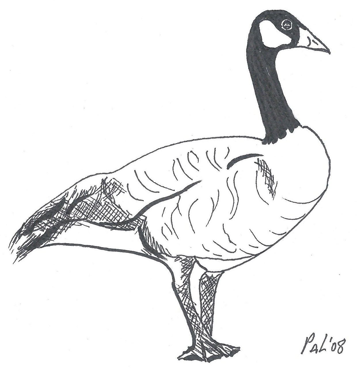Canada Goose Drawing by Patricia Leslie
