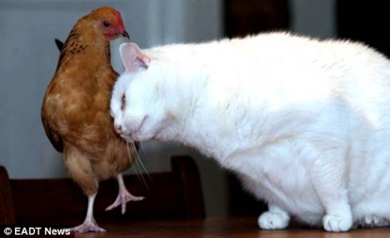 Gladys and Snowy