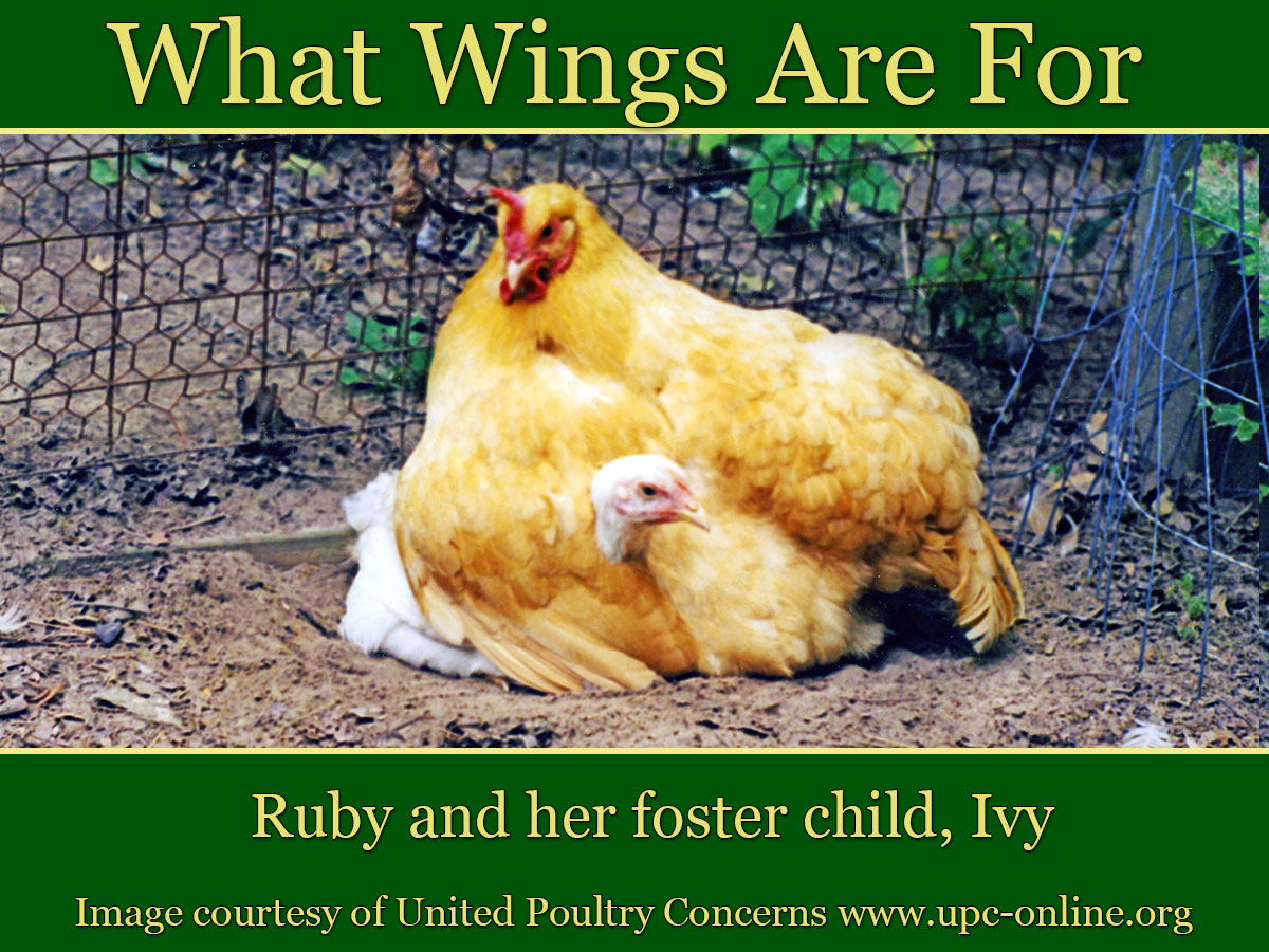 Ivy nestled under Ruby's wing