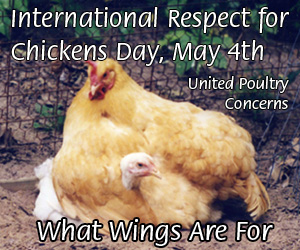 ircd 300x250 banner