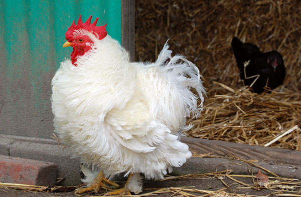 mr-frizzle-doorway (88K)