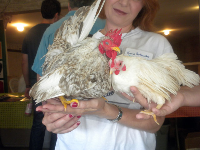 serama chickens