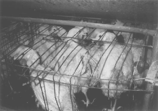 Caged Hens