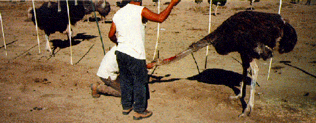 Ostrich with torn neck