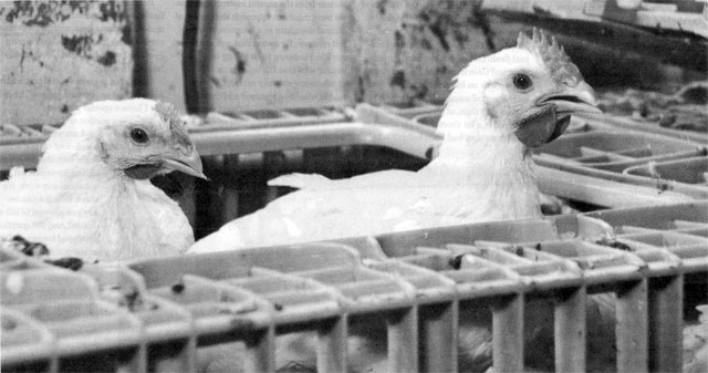 empire_kosher_poultry (46K)