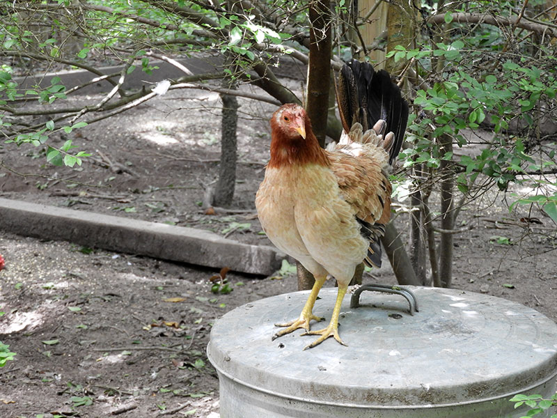 Myrna the hen