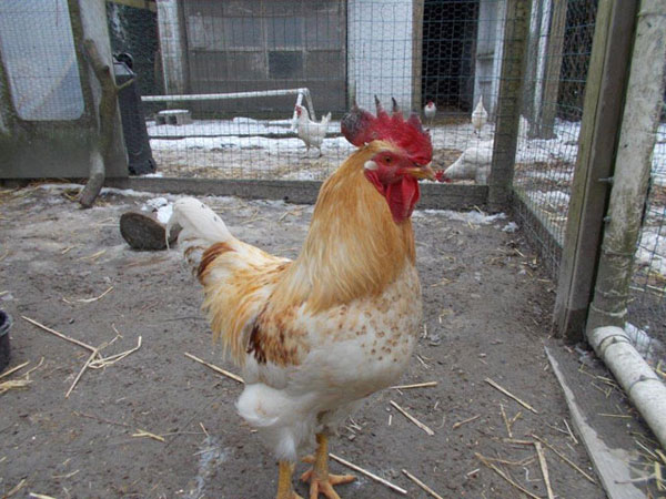 nicholas the rooster