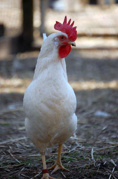 petunia the hen