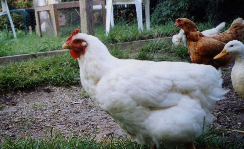 UPC Chickens and Ducks Happy Together!