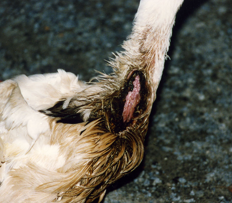 Foie Gras