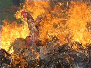 Chickens Burned Alive