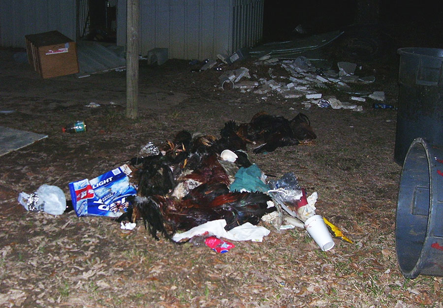 texas cockfighting