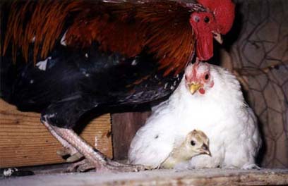 Lincoln, Sno-Pea and Luv-Bug