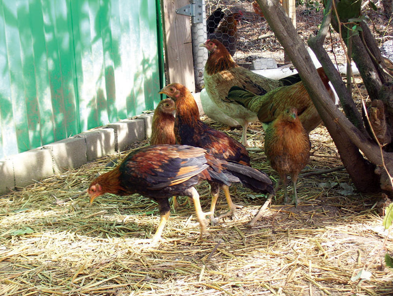 Hens from Mississippi Cockfighting Raid