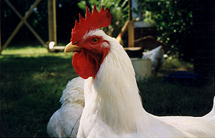 Charles the rooster