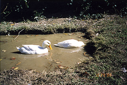 Ducks in Pond
