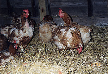 NC Rescued Hens