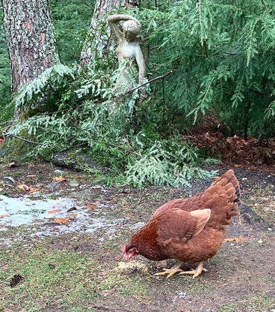 Fluffy outdoors
