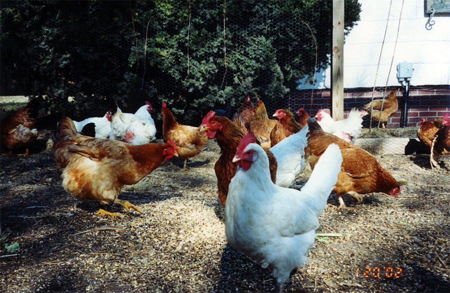 Millicent and other UPC Chickens