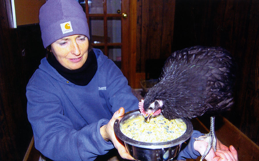 Canandaigua Academy rooster in NY Saved from classroom slaughter Dec. 12, 2007