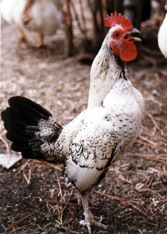 Bantu, the Roosterr