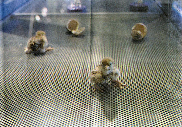 Carnegie Science Center Chicks