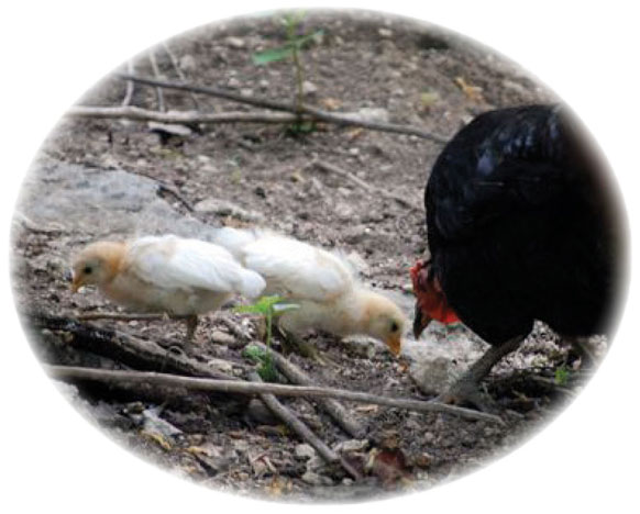 Dahlia and the chicks