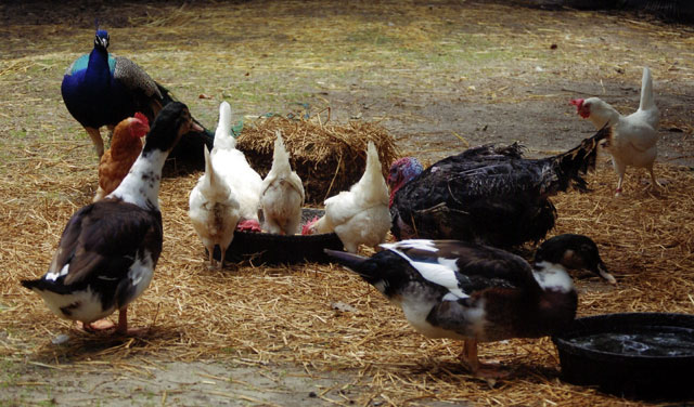 frankencense donald arnold aubrey