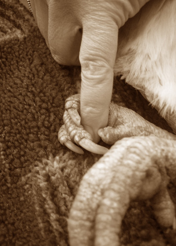 hand-and-hand-clouse (84K)