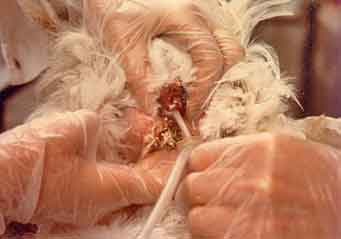 artificial insemination